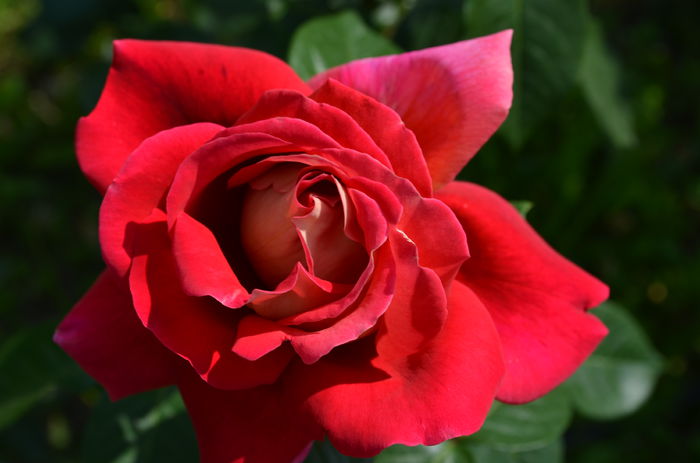 DSC_0017 - o6 iunie 2015