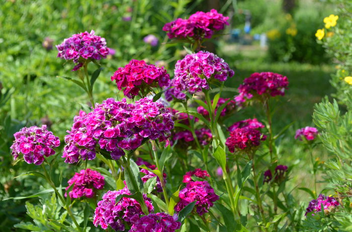 DSC_0022 - o6 iunie 2015