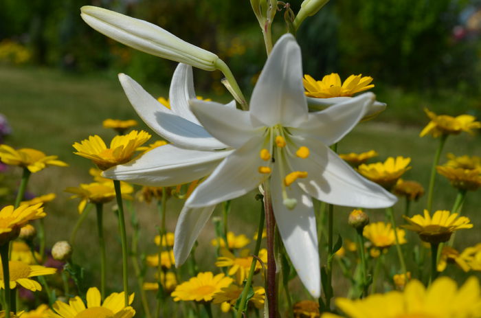 DSC_0032 - o6 iunie 2015