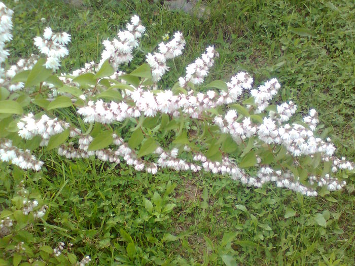  - DEUTZIA SCABRA