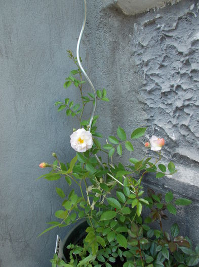 ghislaine de feligonde; Multumesc din suflet Floralia!
