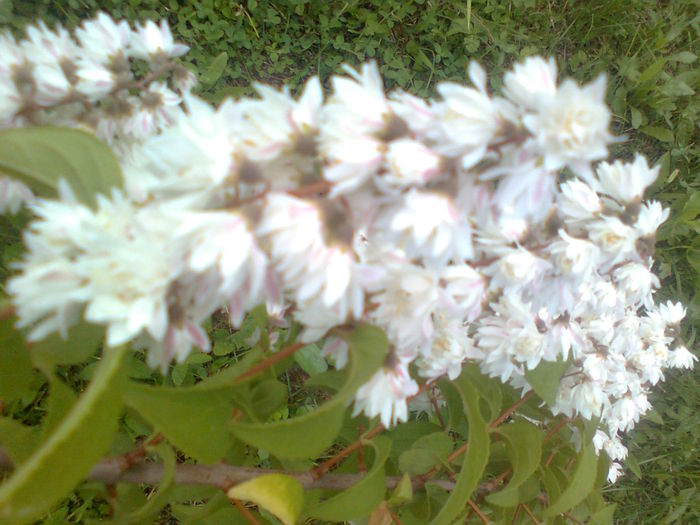  - DEUTZIA SCABRA