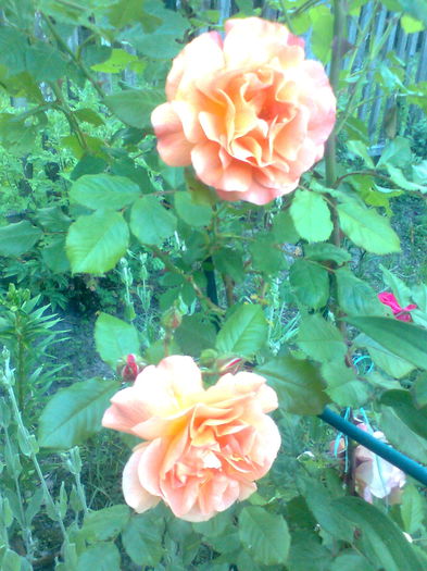  - Westerland-ROSE