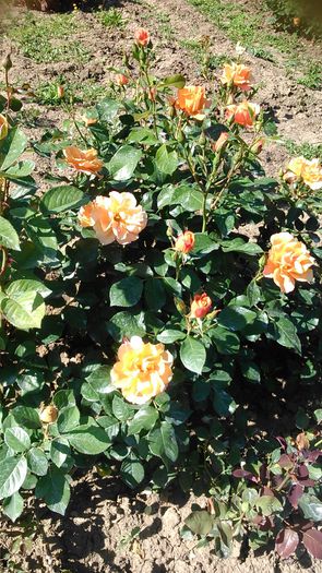 DSC_1200 - TRANDAFIRI 2015 I