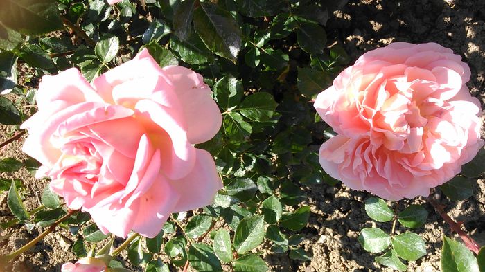 DSC_1173 - TRANDAFIRI 2015 I