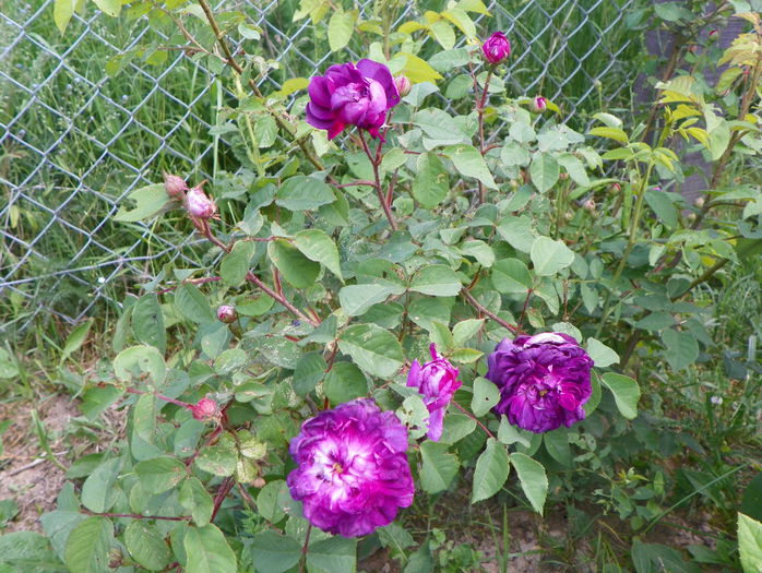 Cardinal de Richelieu