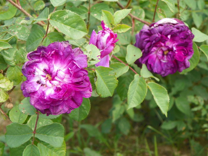 Cardinal de Richelieu