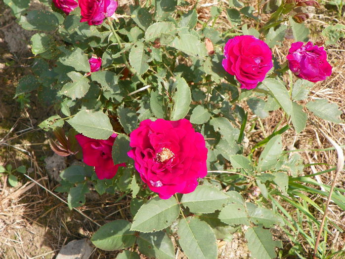 Souvenir du Dr. Jamain - Trandafiri 2015