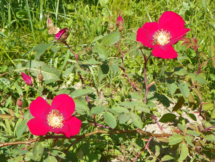 Scharlachglut - Trandafiri 2015