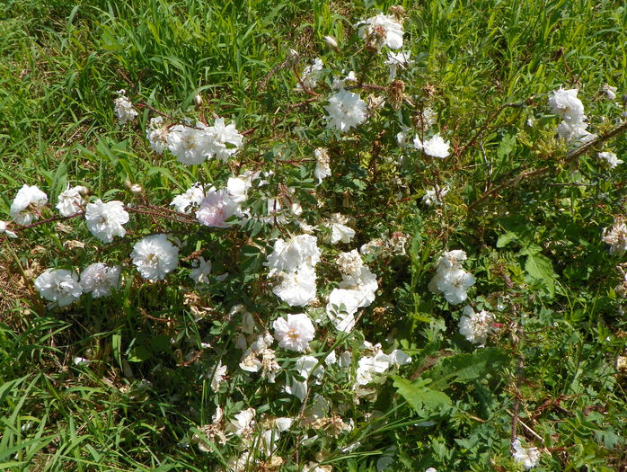 Stanwell Perpetual - Trandafiri 2015