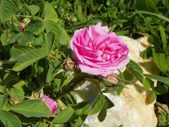 Autumn Damask - Trandafiri 2015