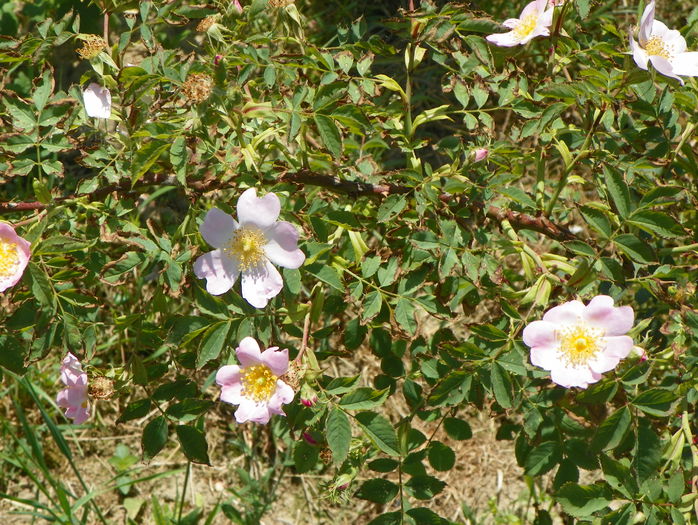 rosa canina