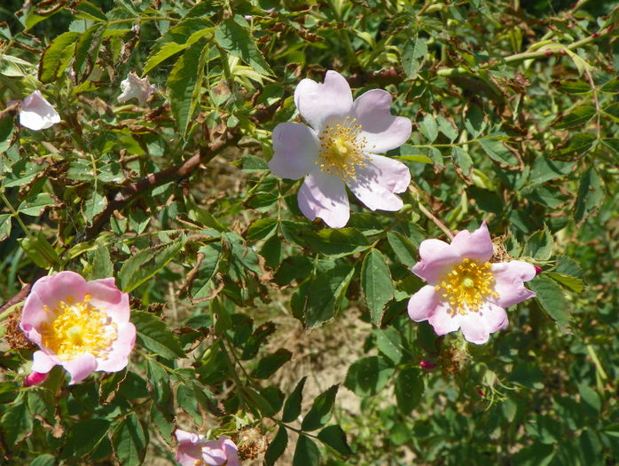 rosa canina - Trandafiri 2015