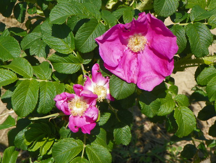 rosa rugosa rubra - Trandafiri 2015