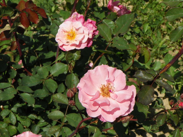 Clair Matin - Trandafiri 2015