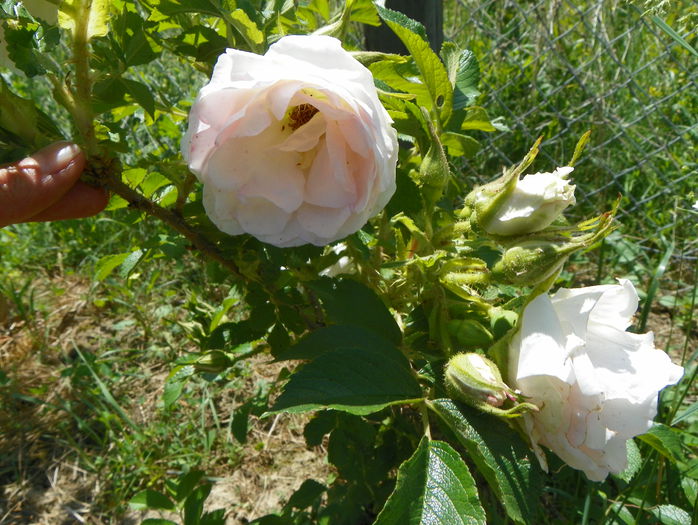 Ritausma - Trandafiri 2015