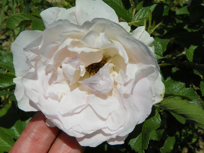 Ritausma - Trandafiri 2015