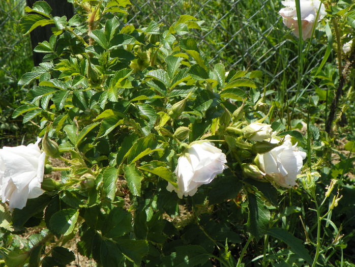 Ritausma - Trandafiri 2015