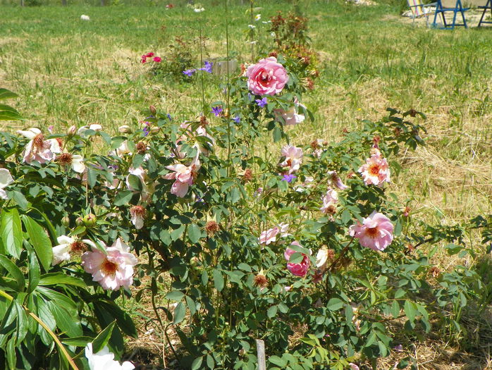 Fruhlingsduft - Trandafiri 2015