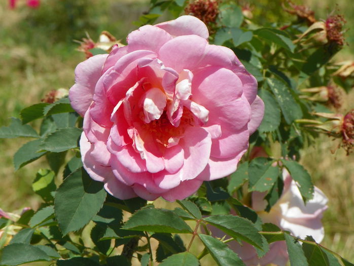 Fruhlingsduft - Trandafiri 2015