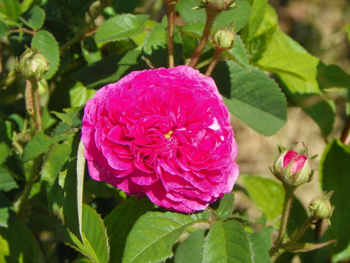 Ambroise Pare - Trandafiri 2015