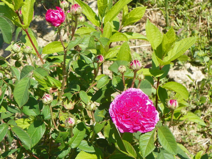 Ambroise Pare - Trandafiri 2015