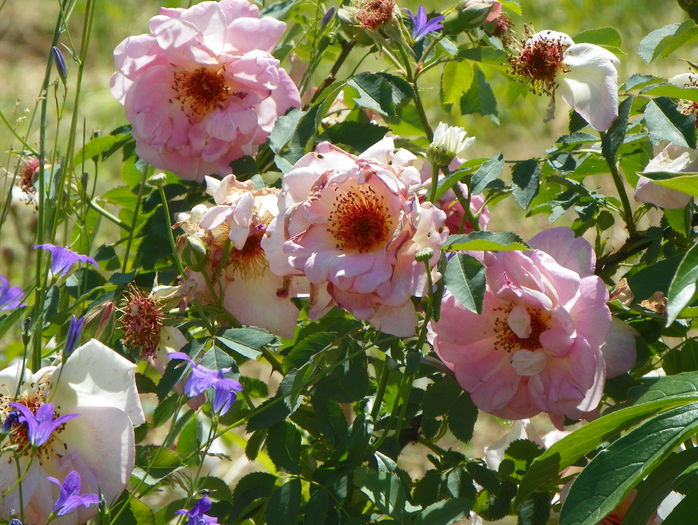 Fruhlingsduft - Trandafiri 2015