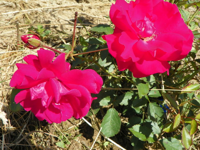 Pernille Poulsen - Trandafiri 2015