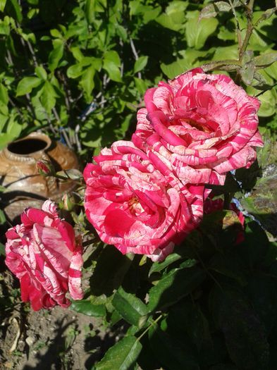 20150607_102031 - Trandafiri