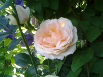 amaretto - Trandafirii din gradina
