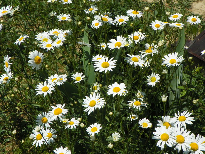 margarete autohtone - z-Dobarland 2015