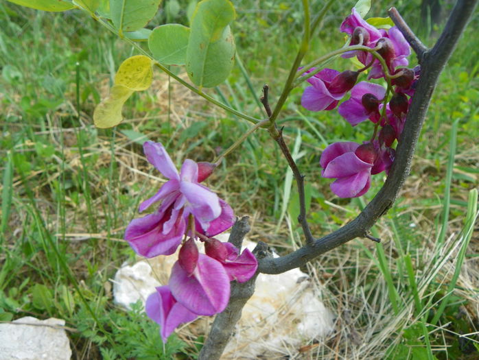 robinia Casque Rouge - z-Dobarland 2015