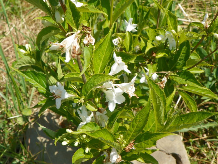 weigela candida - z-Dobarland 2015