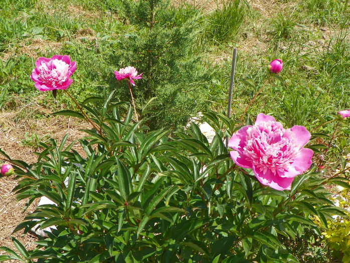 Mme. Furtado - z-Dobarland 2015