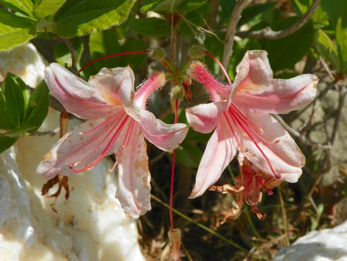 azalea Chanel - z-Dobarland 2015