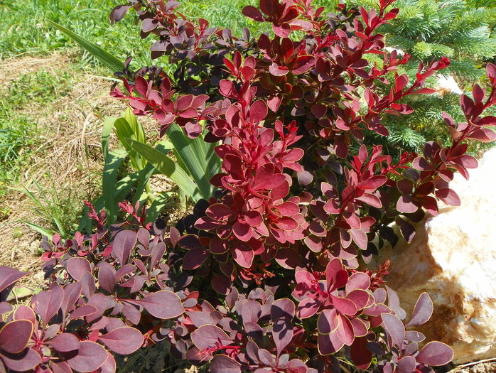 berberis Golden Ring - z-Dobarland 2015