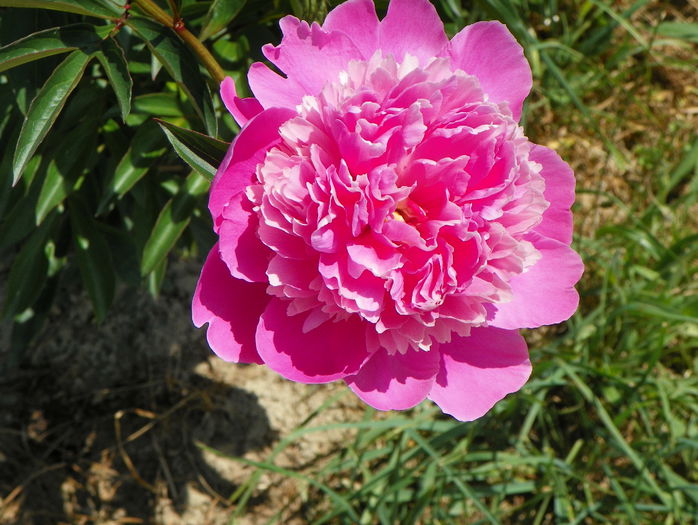 Mme. Furtado - z-Dobarland 2015