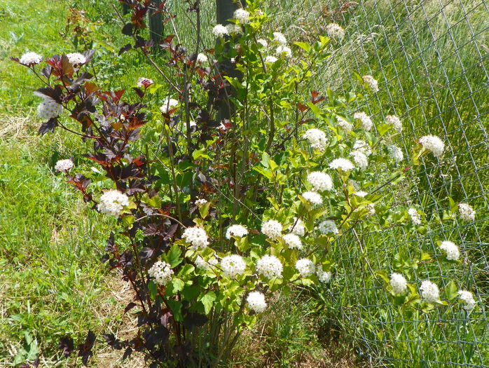 physocarpus 2 in 1 - z-Dobarland 2015