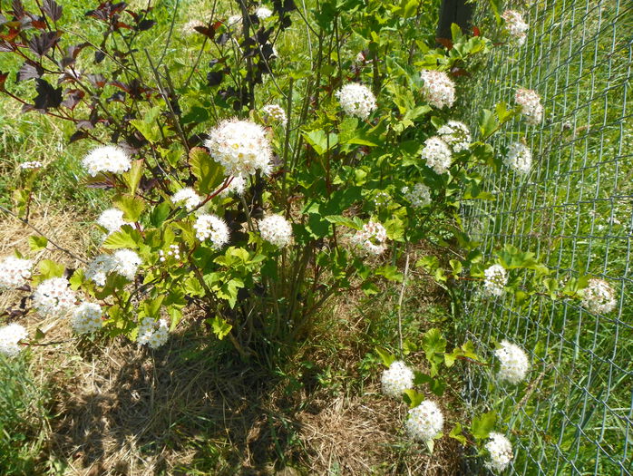 physocarpus 2 in 1 - z-Dobarland 2015