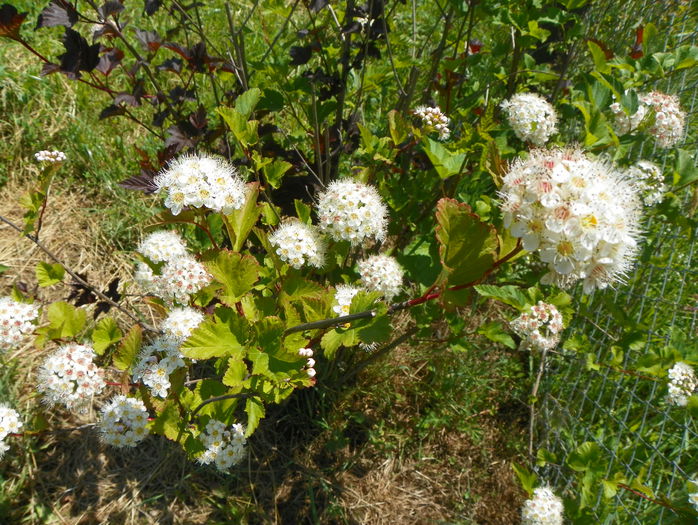 physocarpus 2 in 1 - z-Dobarland 2015