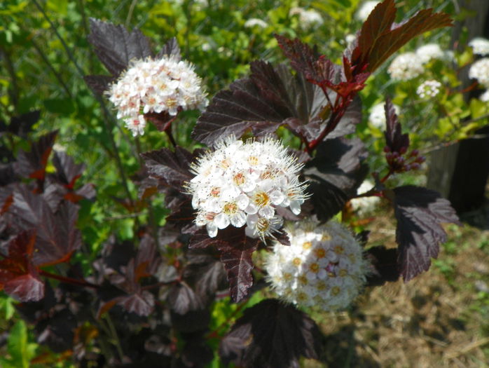 physocarpus Diabolo - z-Dobarland 2015
