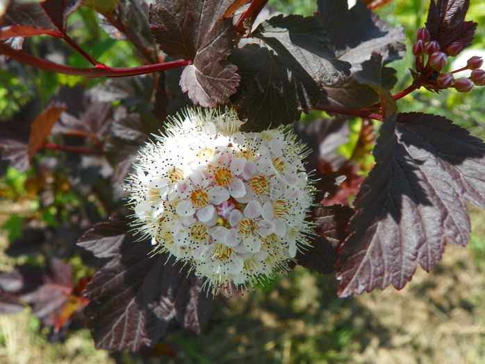 physocarpus Diabolo - z-Dobarland 2015