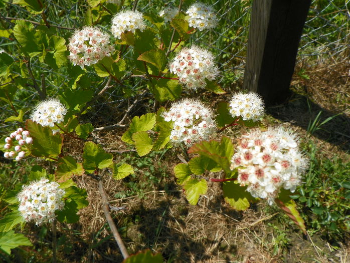 physocarpus - z-Dobarland 2015