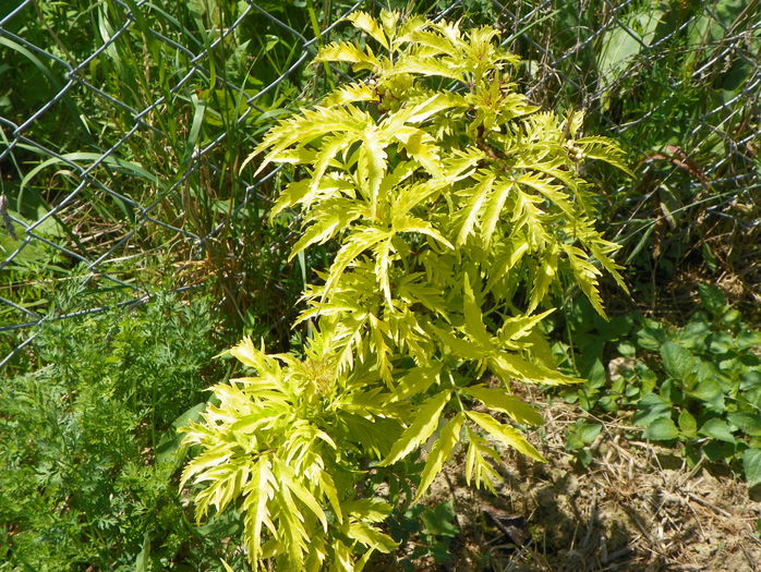 soc Sutherland Gold - z-Dobarland 2015