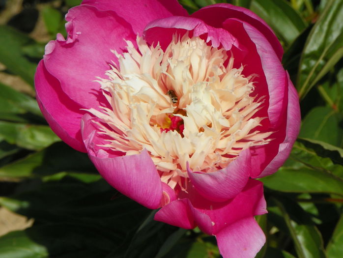 Bowl of Beauty - z-Dobarland 2015