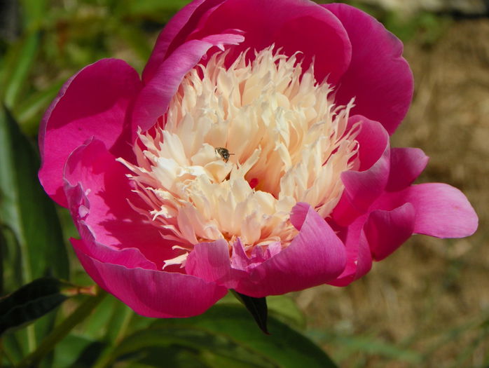 Bowl of Beauty - z-Dobarland 2015