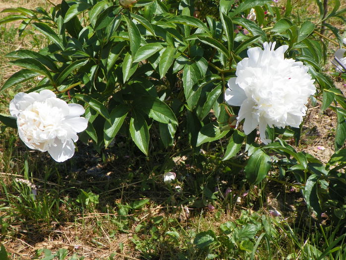 Festiva Maxima - z-Dobarland 2015