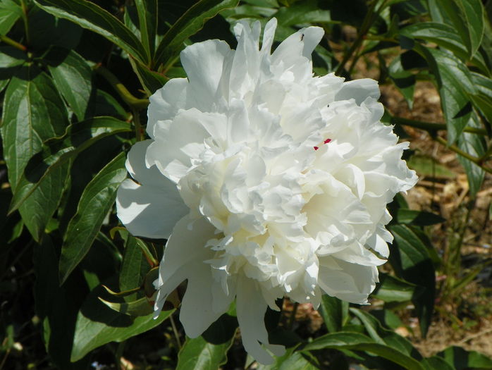 Festiva Maxima - z-Dobarland 2015