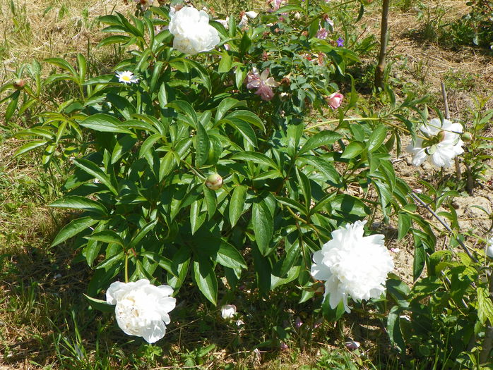 Festiva Maxima - z-Dobarland 2015