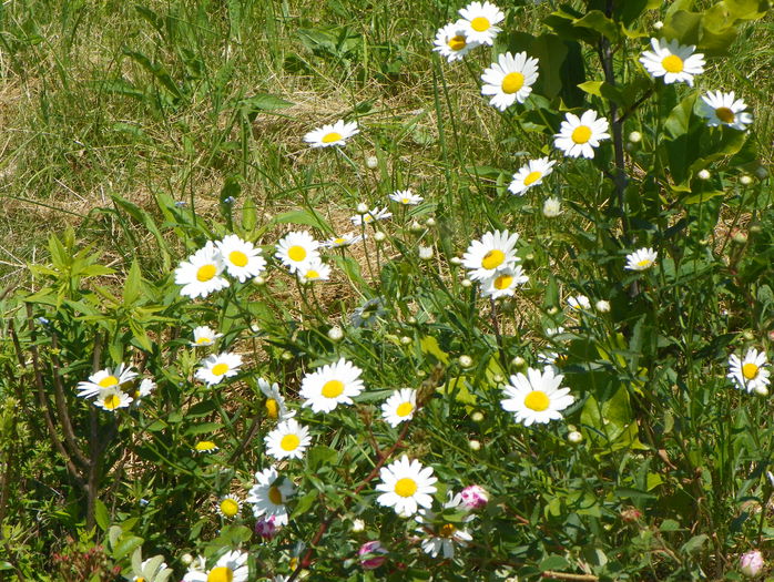 margarete autohtone - z-Dobarland 2015